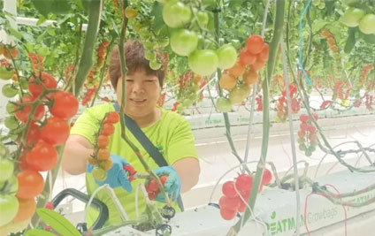 Tomato Harvest Booms in Xinjiang Kekedala Project 