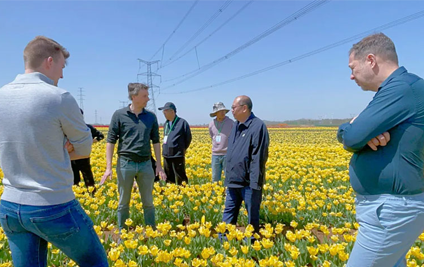 Qingdao Pingdu Tulip Base Kicks Off the Harvest Season