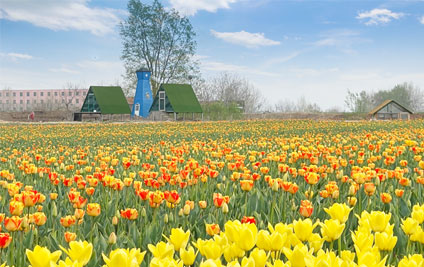 Join hands with the Netherlands to the world - Tulip Bulb Proliferation Boosts Pingdu's "Beauti