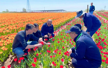 Gupu joins hands with Dutch tulip giant to explore new opportunities in China's flower industry 