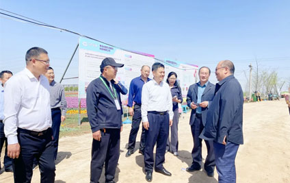 Pingdu City CPPCC Research Qingdao Tulip Project and Tulips Helped Rural Revitalization