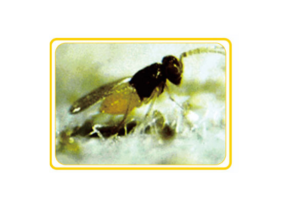 Aphid Wasp